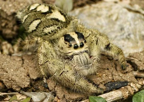 Camouflaged spider Stock Photos