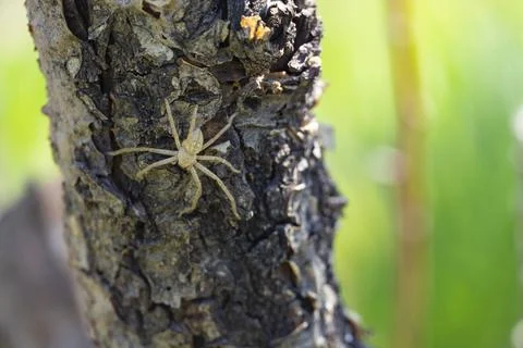 Camouflaged Spider on Tree Bark Close Up Stock Photos
