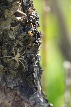 Camouflaged Spider on Tree Bark Close Up 스톡 사진
