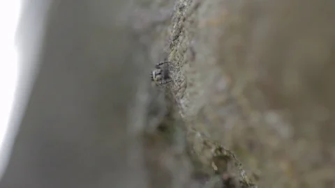 Camouflaged Spider Walking on Trunk of the Tree Video stock 82941351