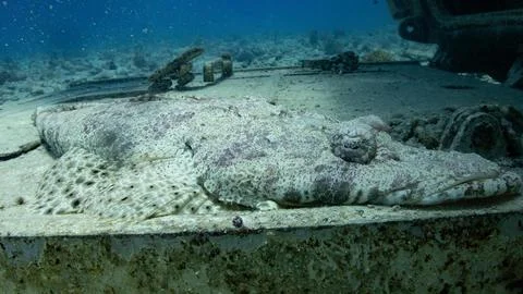 Camouflaged Stingray on Sandy Seabed Stock Photos
