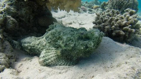 Camouflaged Stonefish on Sandy Reef Stock Photos