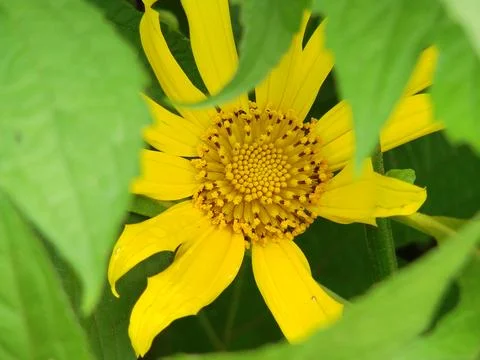 Camouflaged Sunflower 스톡 사진