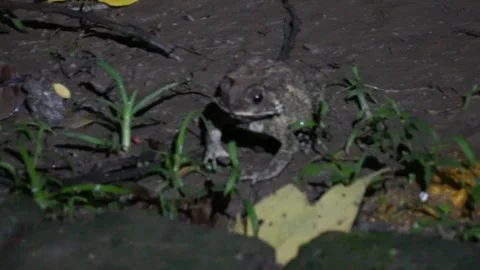 Camouflaged Toad on Wet Ground Stock Footage 312777869