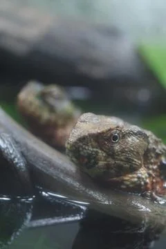 Camouflaged Tree Lizard Close-Up On Branch Showing Textured Skin And Alert Eye Stock Photos