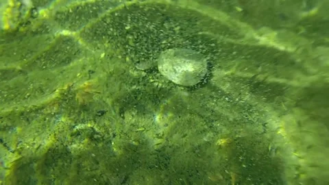Camouflaged turtle underwater in algae-covered sand and freshwater habitat. Stock Footage 312897961