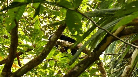 Camouflaged white headed capuchin moving in dense jungle Stock Footage 123620829