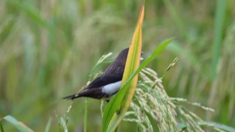 Camouflaged White Rumped Munia Stock-Footage 328524499
