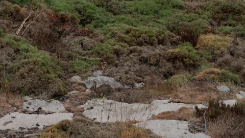 Camouflaged wild rabbit walking across sparse hillock landscape Stock Footage 330854717