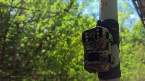 Camouflaged wildlife trail camera mounted on pole in forest Stock Footage 338115245
