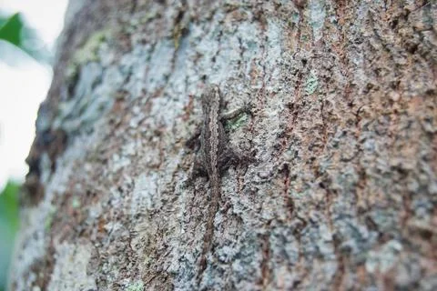 Camouflaging lizard Stock Photos