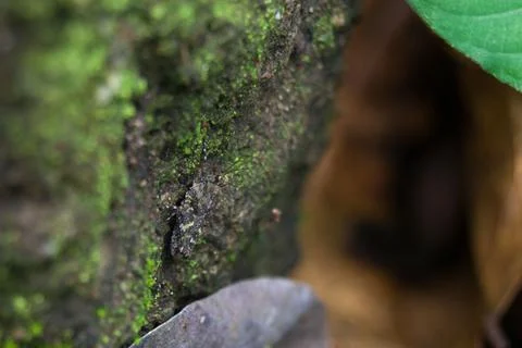 Camouflaging lizard Stock Photos