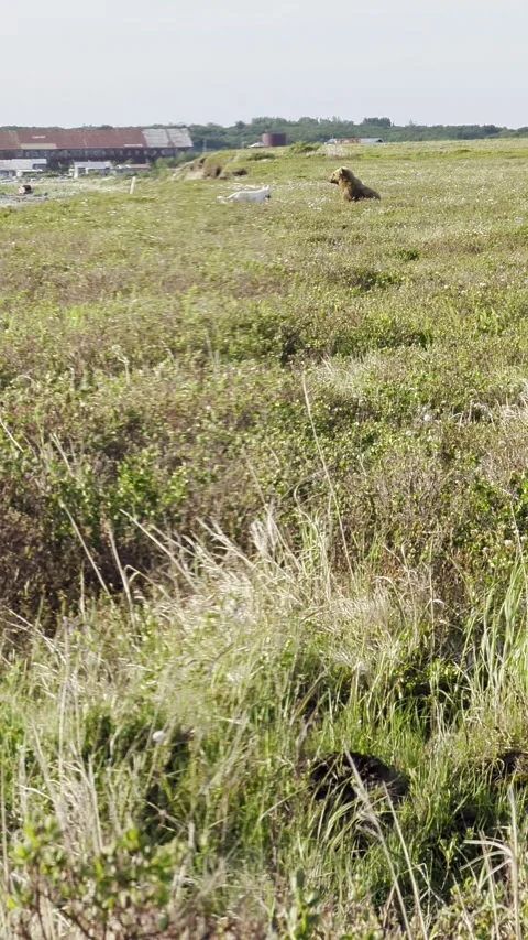 Camp Dog Playing With the Juvenile Bear, Naknek, Alaska, USA - 26 Jun 2026 動画素材 342080413
