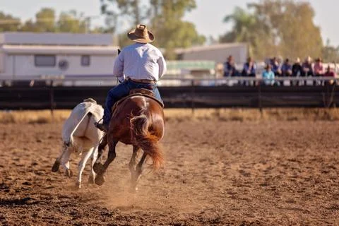 Camp Draft Event , Rounding Up Cattle - Unique To Australia Stock Photos