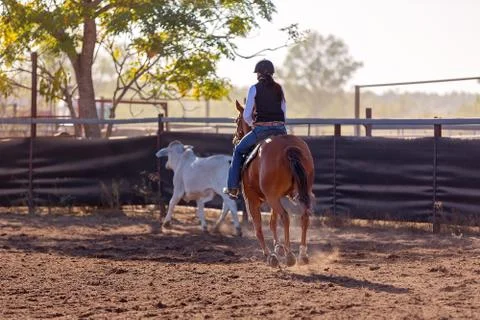 Camp Draft Event , Rounding Up Cattle - Unique To Australia Stock Photos