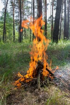 Camp fire in the forest Stock Photos