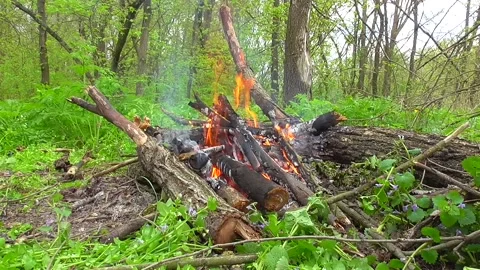 Camp fire on green forest glade Stock Footage 239745454