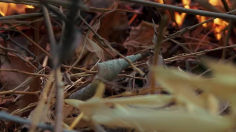 Camp Fire in Nature Stock Footage 315472633
