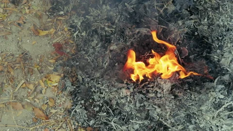 Camp Fire in Nature Stock Footage 315473845