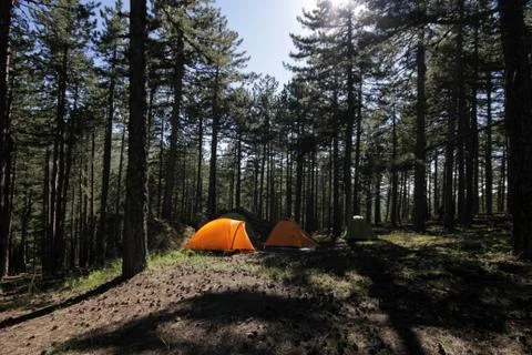 Camp in pine trees Stock Photos