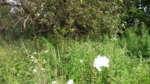 Camp with white flowers at the edge of a forest young with green bushes Stock Footage 78219971