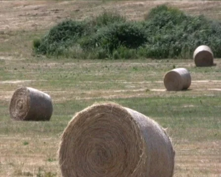 Campaign Stock Footage 560370
