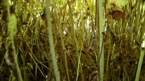 Campaign through a bush thicket, impassable and prickly thickets Stock Footage 10687173