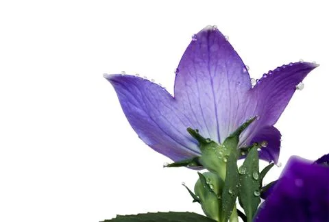 Campanula Backside Stock Photos