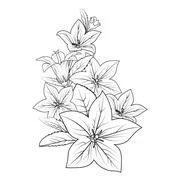 Bellflower vector drawing. Hand drawn illustration of bluebell