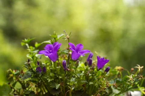 Campanula blooming Stock Photos