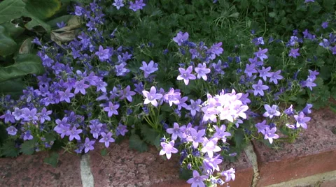 Campanula blue Stock Footage 28019703