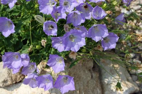 Campanula carpatica flowers Stock Photos