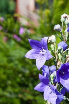 Campanula carpatica Stock Photos