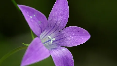 Campanula flower Stock Footage 98708738