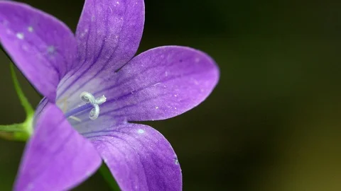 Campanula flower Stock Footage 98708784