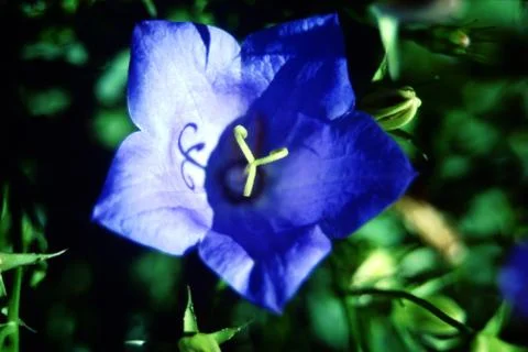CAMPANULA FLOWER Stock Photos