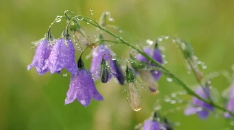 Campanula flowers close-up 動画素材 861374