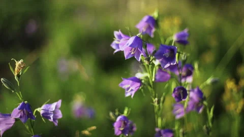 Campanula flowers close-up Stock Footage 133867045