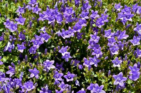 Campanula flowers Stock Photos