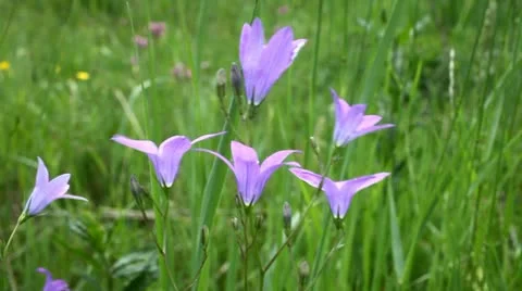 Campanula Stock Footage 10172609