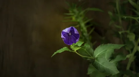Campanula glauca open up their blossoms Stock Footage 40238256