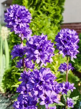 Campanula glomerata Foto stock
