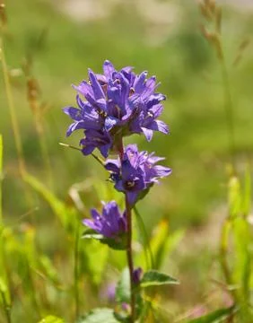 Campanula glomerata Stock Photos