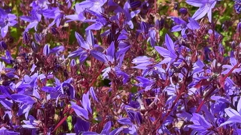 Campanula  growing in the UK in summer Stock Footage 337172920