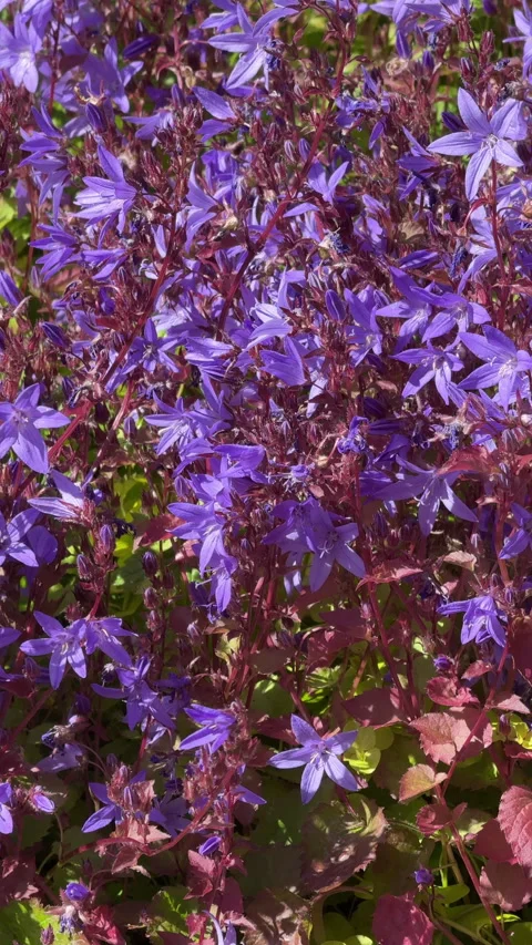 Campanula growing in the UK in summer. Vertical video Stock-Footage 337172918