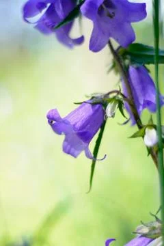 Campanula latifolia Stock Photos