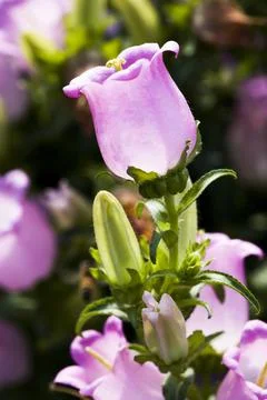 Campanula medium flower Stock Photos