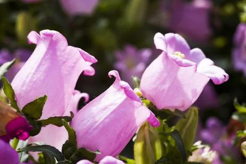 Campanula medium flower Foto stock