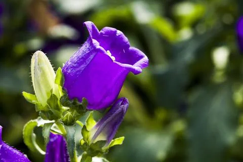 Campanula medium flower Foto stock