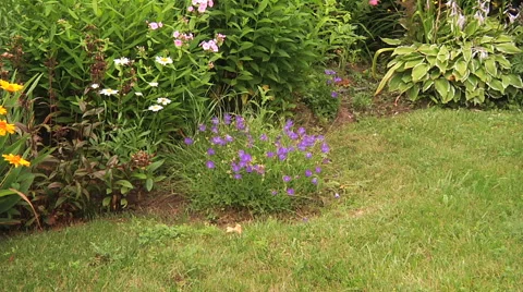 Campanula or Bell flowers Stock Footage 55809145